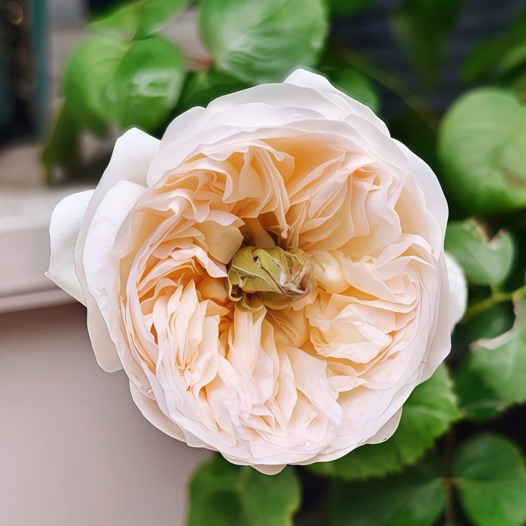Tinker bell Rose-昭君｜Dutch Cut Rose – Ergongzy Roses