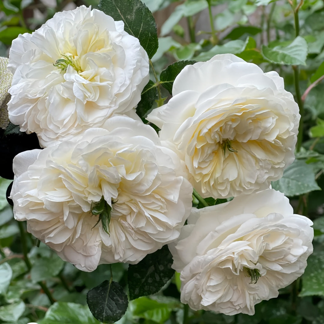 Tinker bell Rose