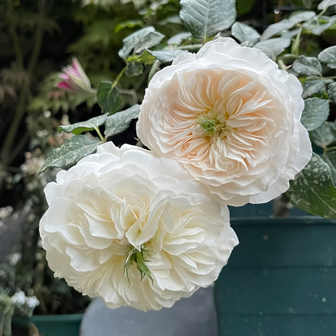 Tinker bell Rose