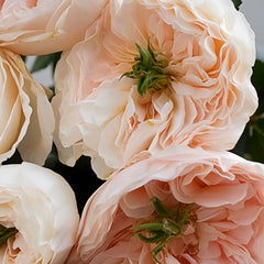 Tinker bell Rose