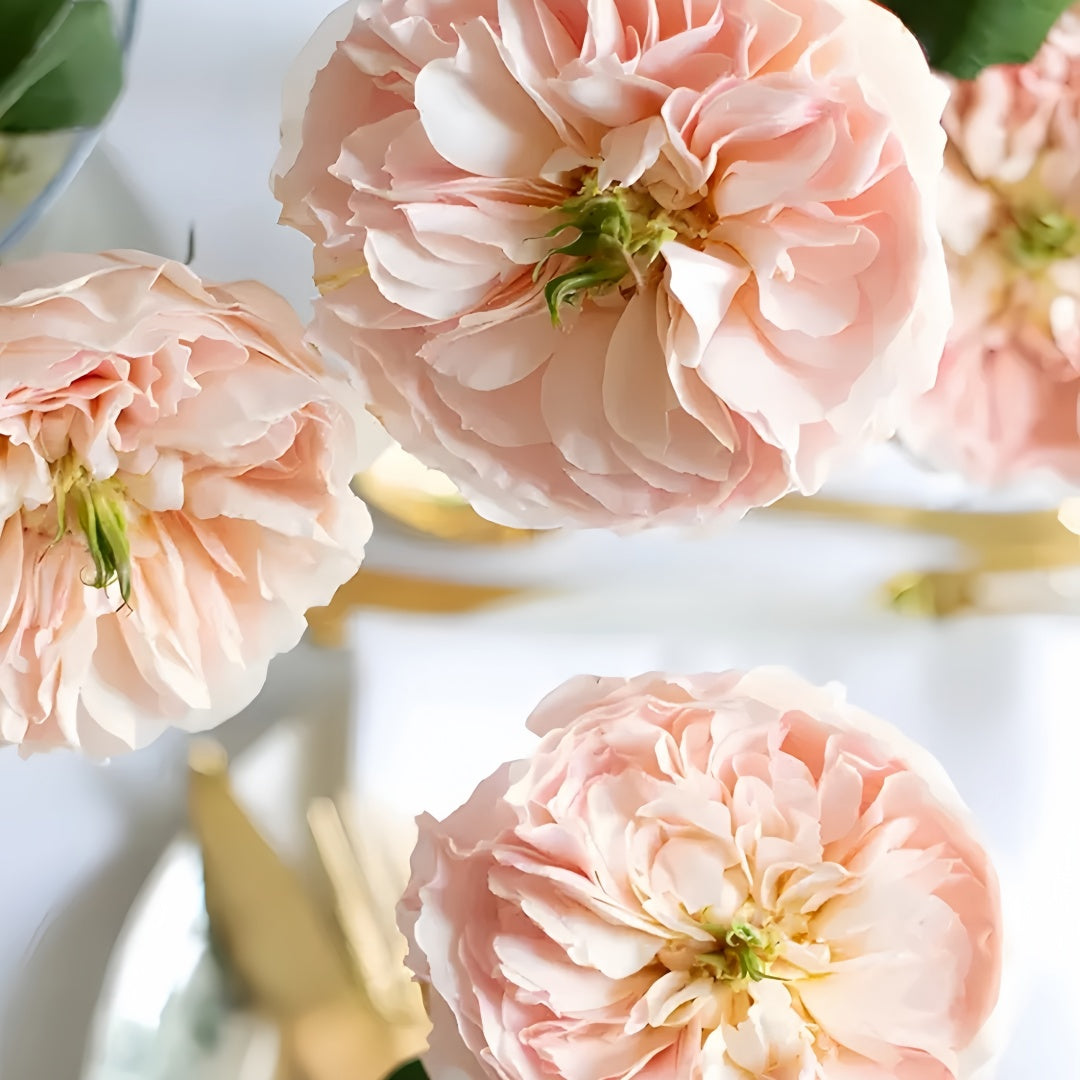 Tinker bell Rose