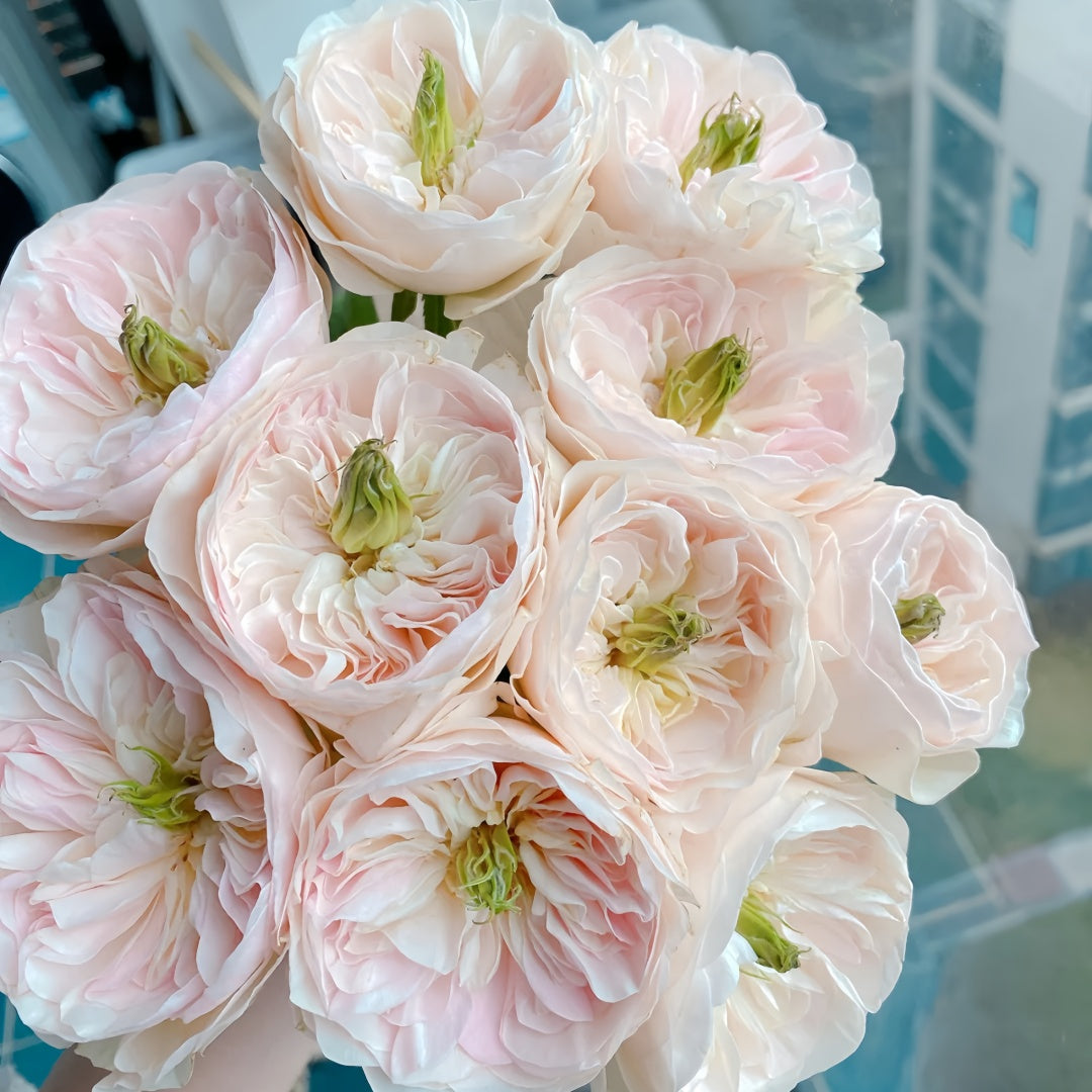 Tinker bell Rose