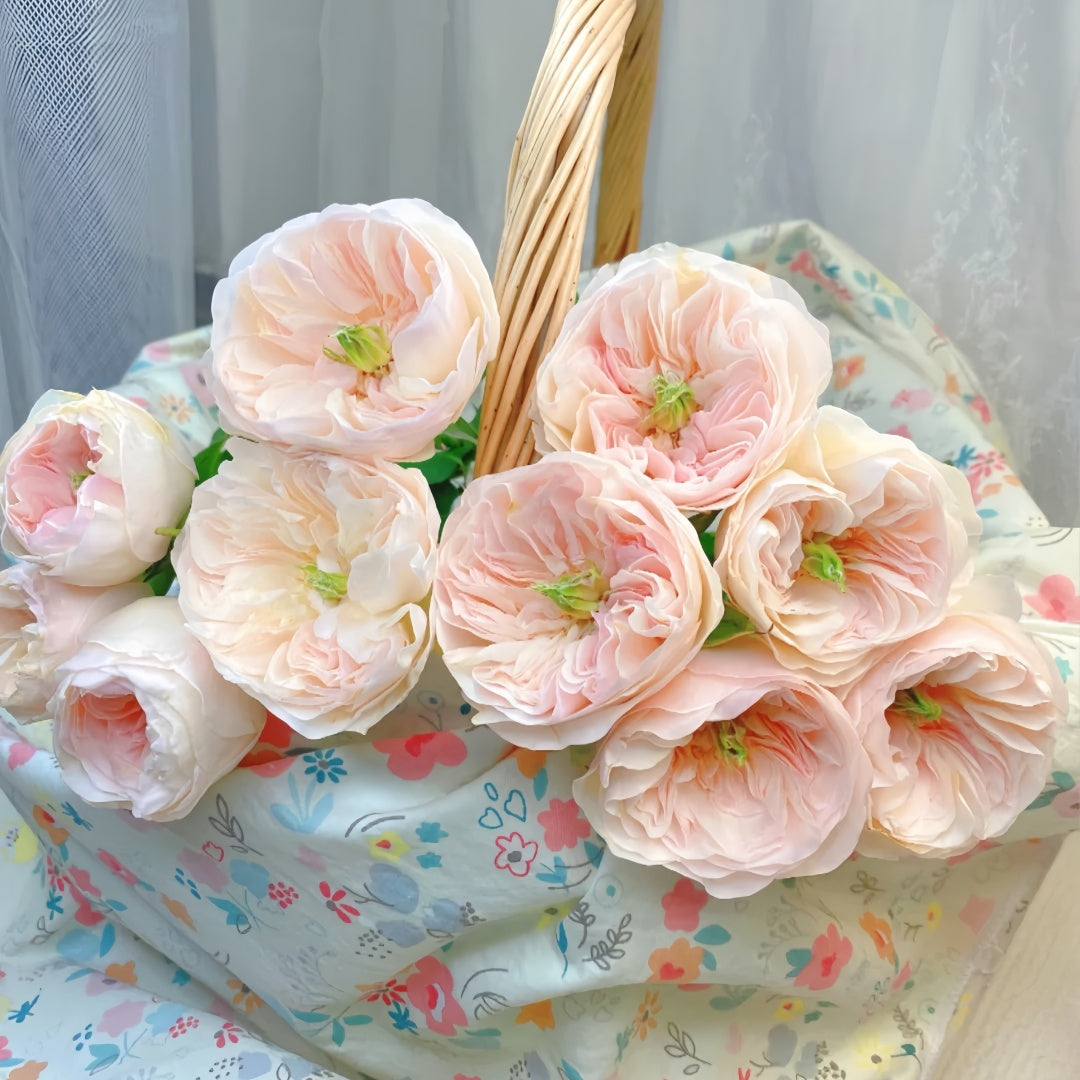 Tinker bell Rose
