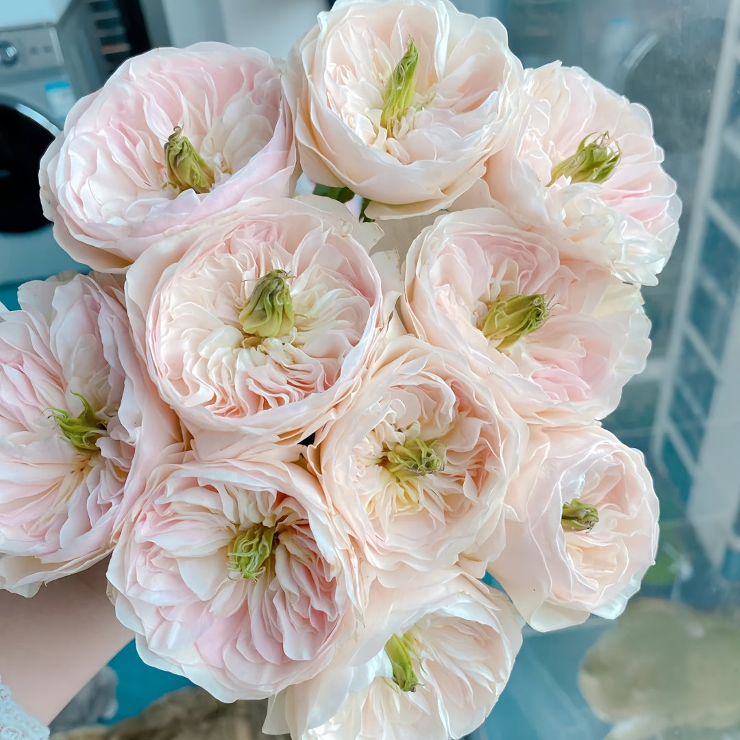 Tinker bell Rose