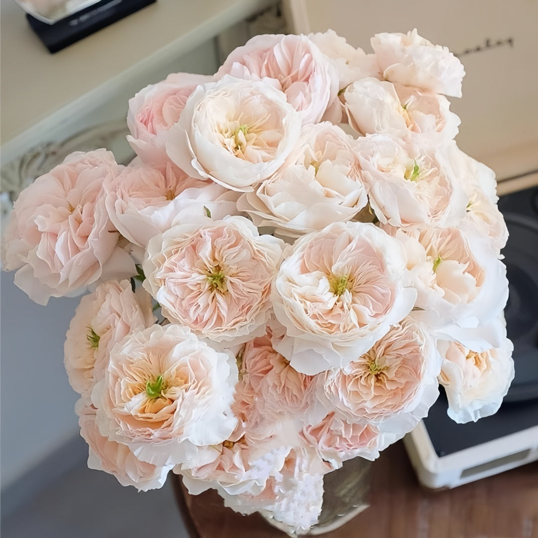 Tinker bell Rose
