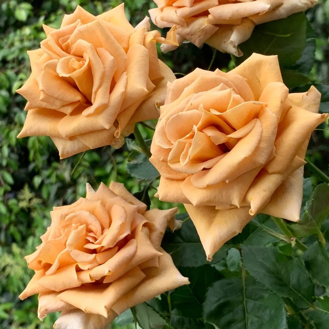 Toffee Rose