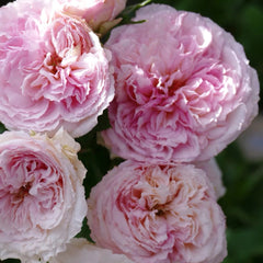 Traumerei rose-梦幻曲｜Japanese shrub rose
