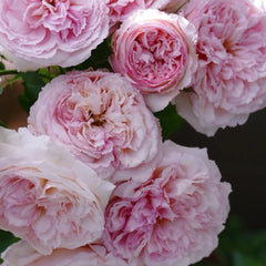Traumerei rose-梦幻曲｜Japanese shrub rose