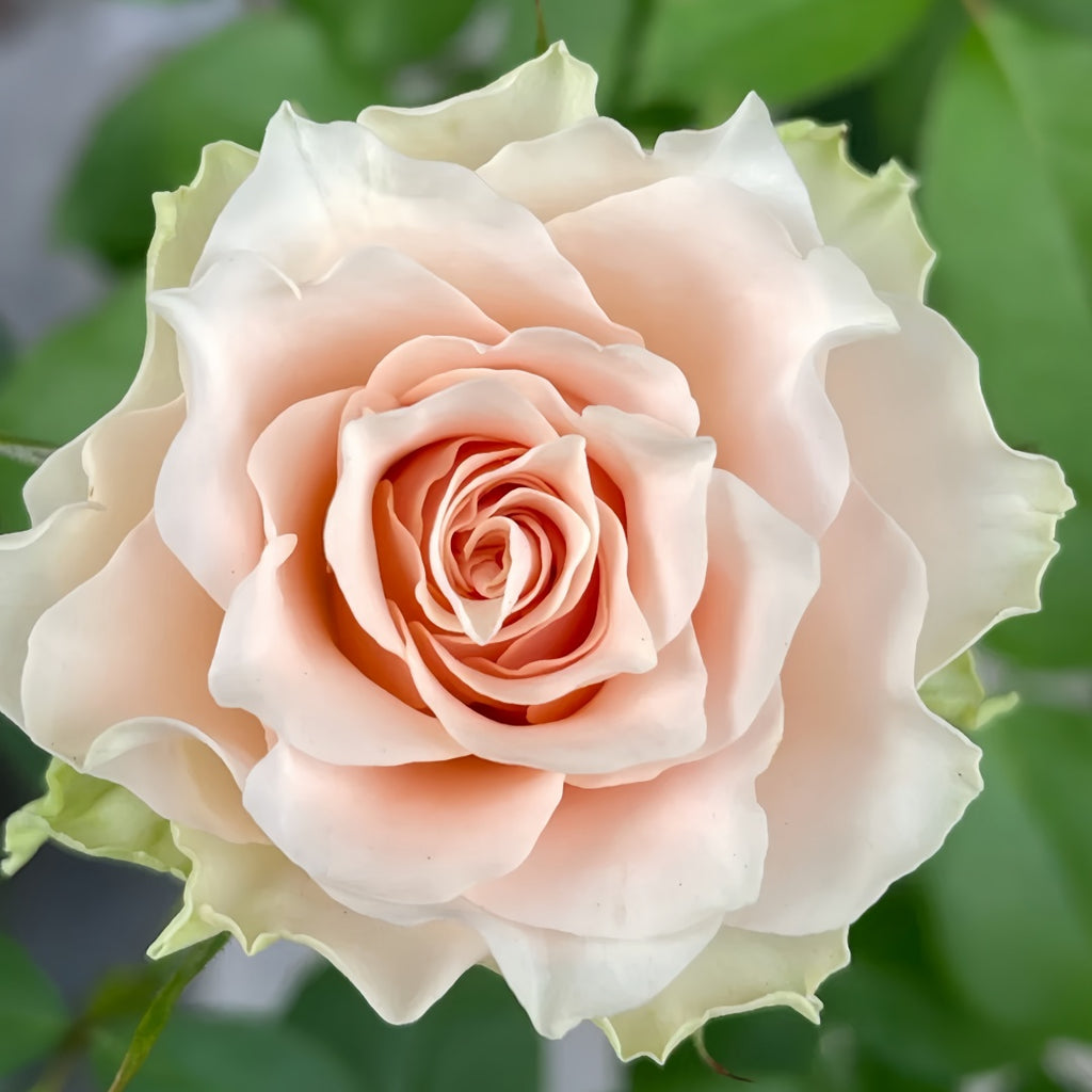 Tres Mignon Rose-朵蕾｜Japanese Shrub Rose – Ergongzy Roses