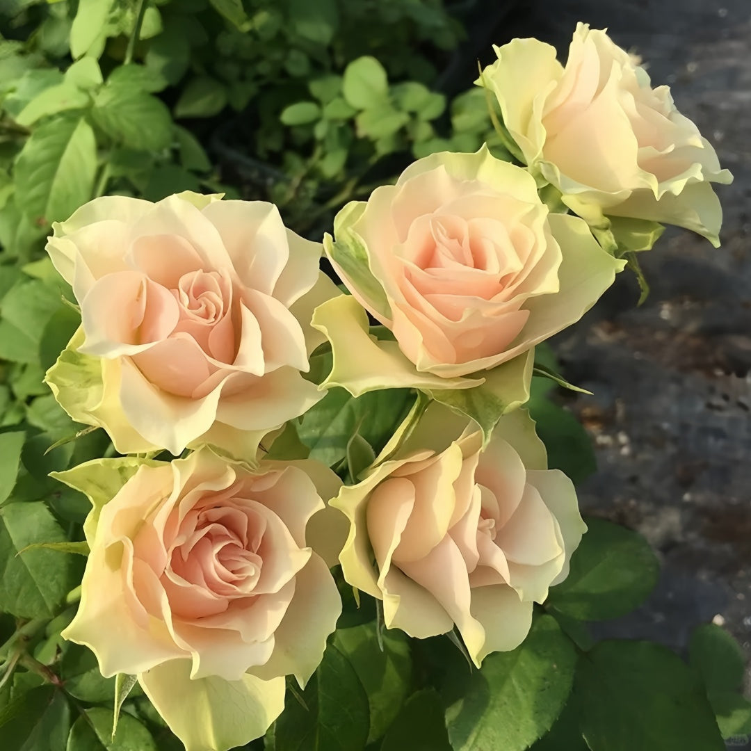 Tres Mignon Rose