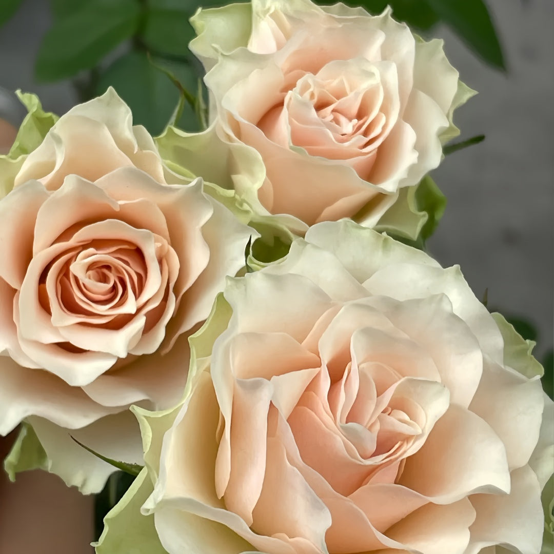 Tres Mignon Rose