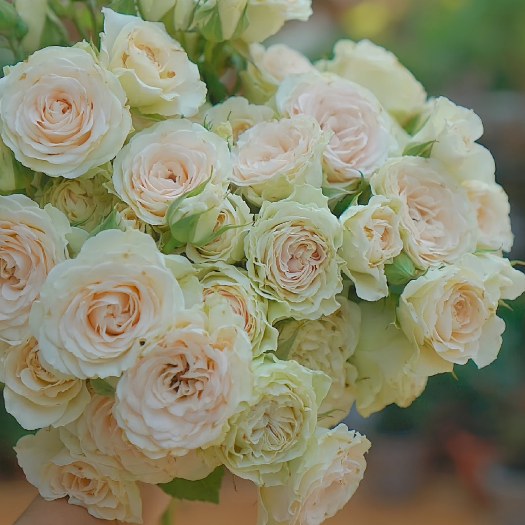 Tres Mignon Rose