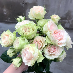Tres Mignon Rose