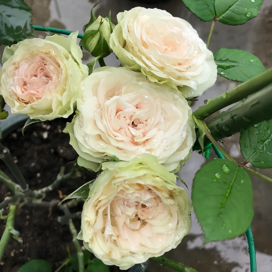 Tres Mignon Rose
