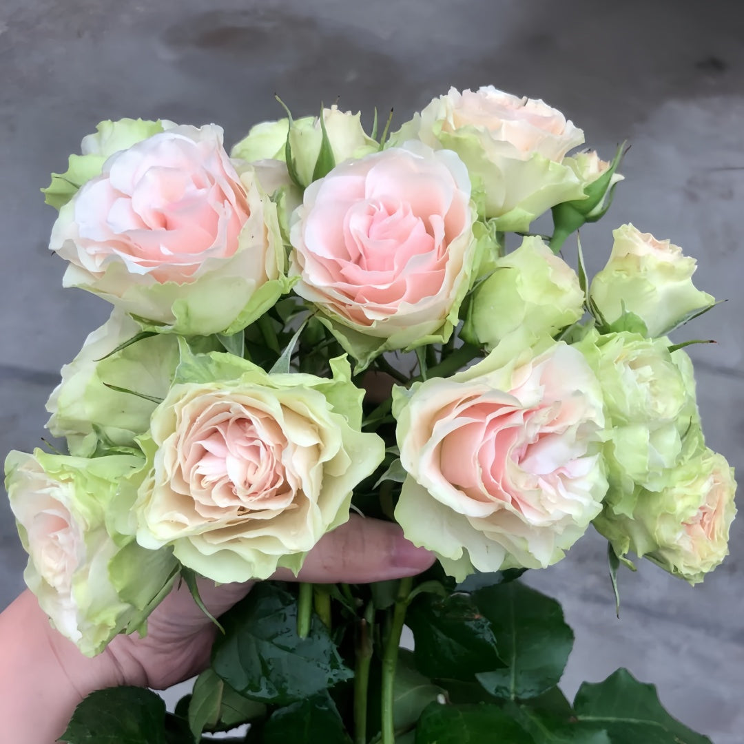 Tres Mignon Rose
