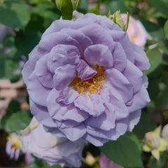 Turn Blue Rose