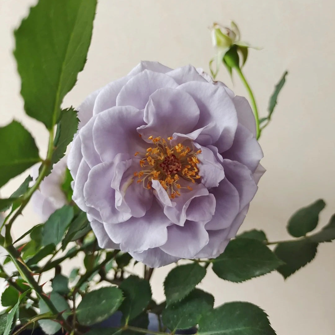 Turn Blue Rose