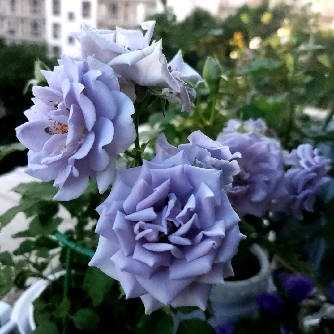 Turn Blue Rose