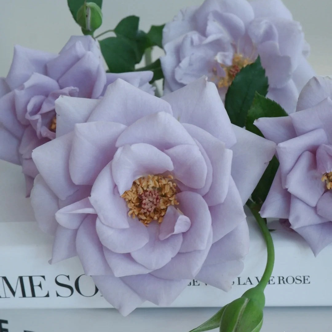 Turn Blue Rose
