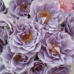 Turn Blue Rose