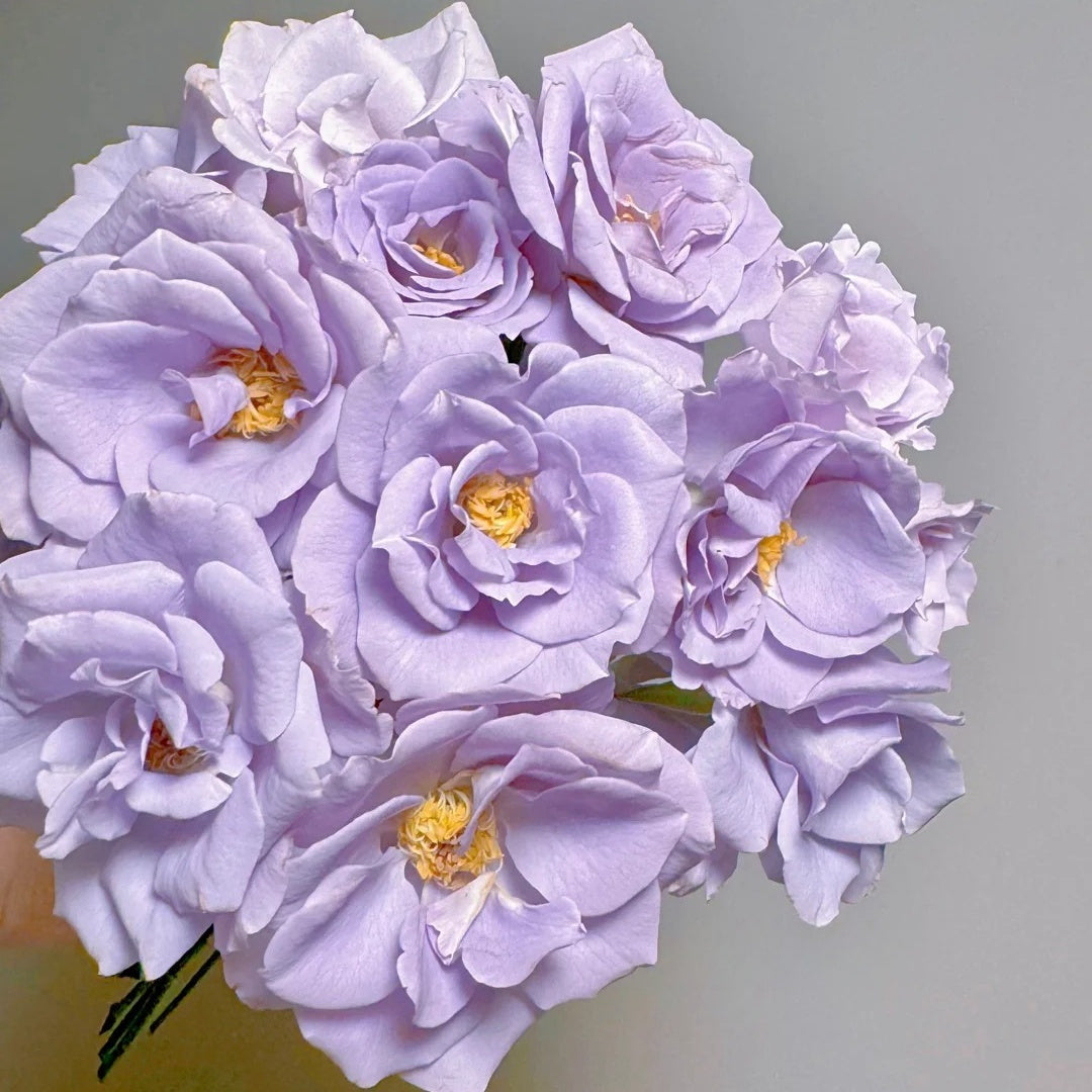 Turn Blue Rose