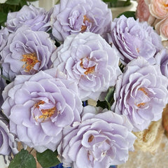 Turn Blue Rose