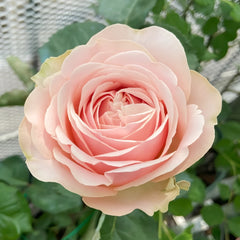 Unforgettable Rose-难忘｜Netherlands Cut Rose