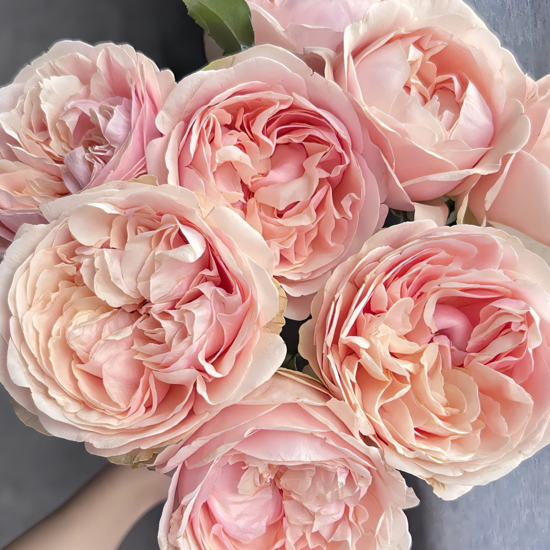Unforgettable Rose-难忘｜Netherlands Cut Rose – Ergongzy Roses