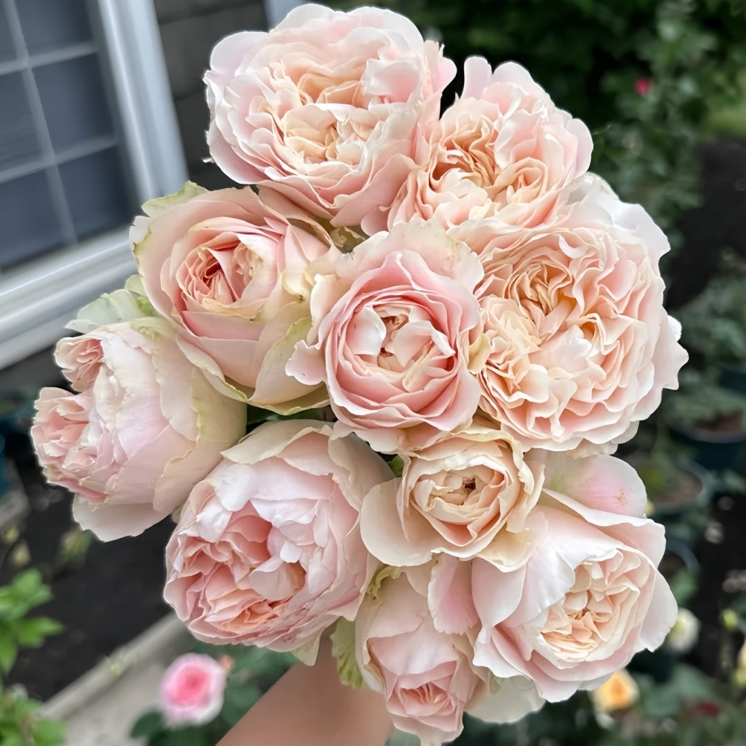 Unforgettable Rose
