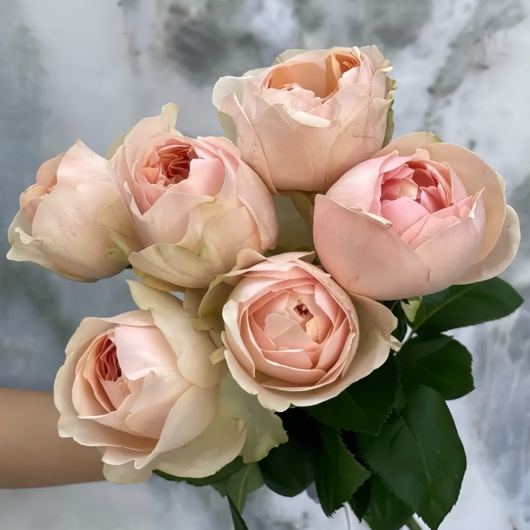 rose rose✨ Favorite rose #10: Quick Silver ('KO 04/2033-01'/KORpucoblu