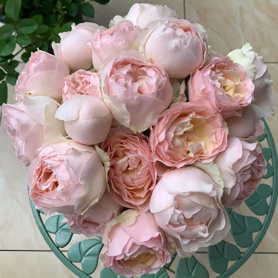 Unforgettable Rose