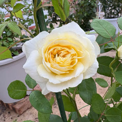 Vanessa Bell® Rose
