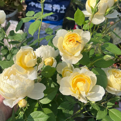 Vanessa Bell® Rose