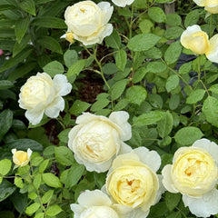 Vanessa Bell® Rose