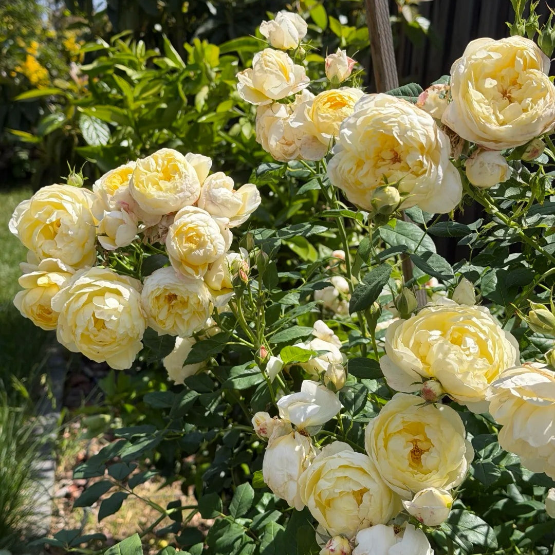 Vanessa Bell® Rose