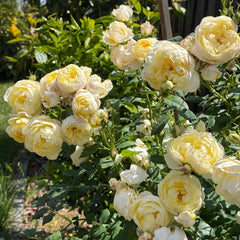Vanessa Bell® Rose