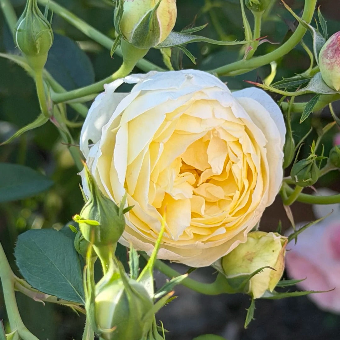 Vanessa Bell® Rose