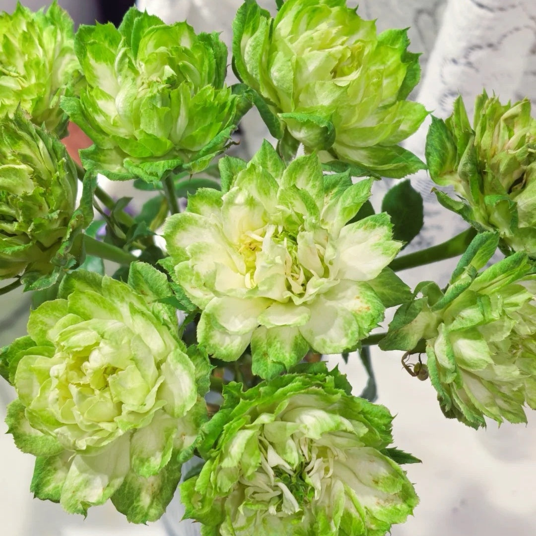 Veggie Rose