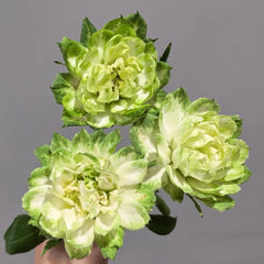 Veggie Rose
