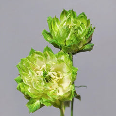 Veggie Rose