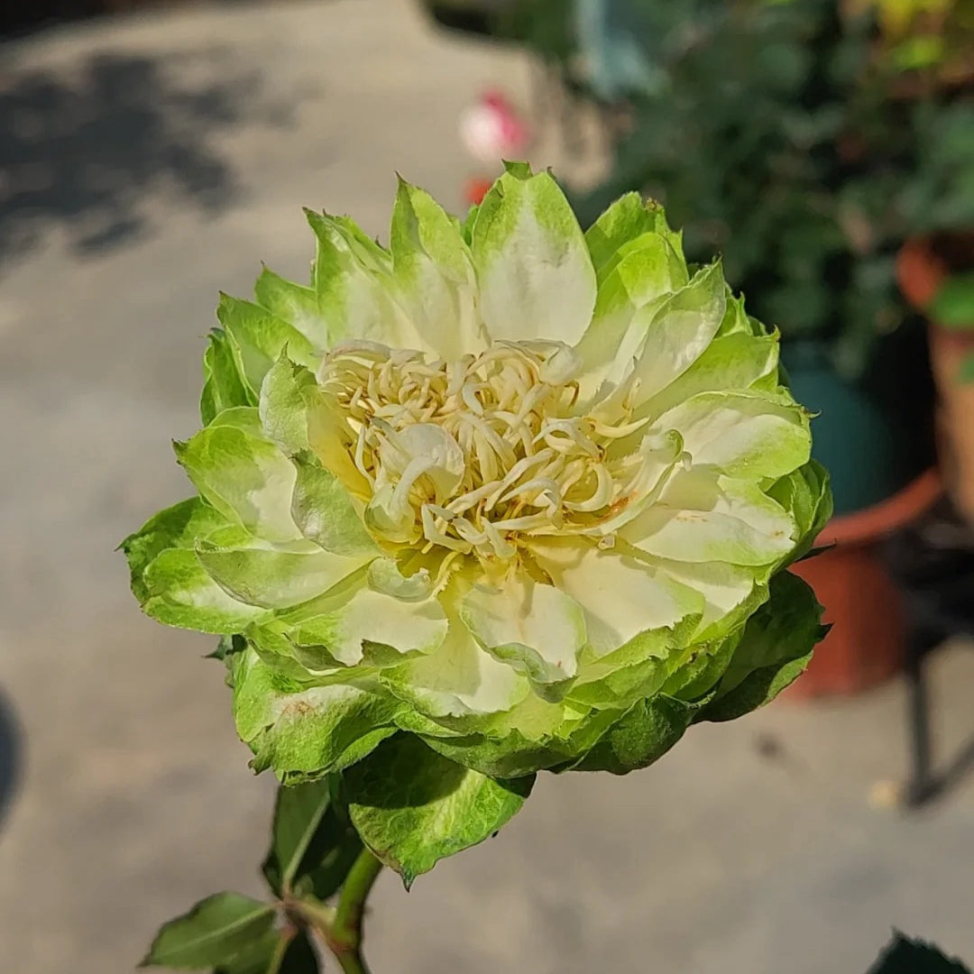 Veggie Rose