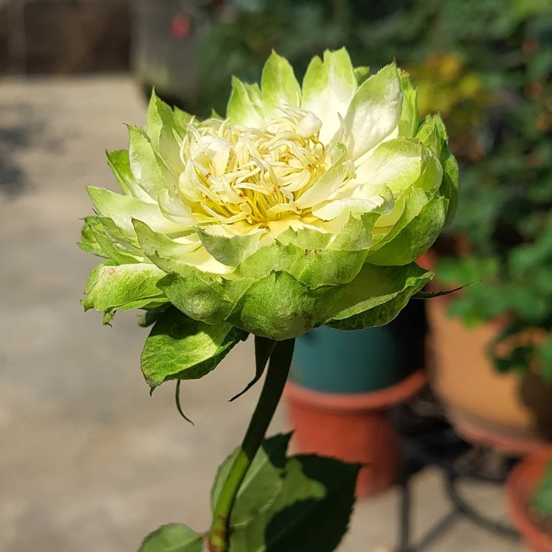 Veggie Rose