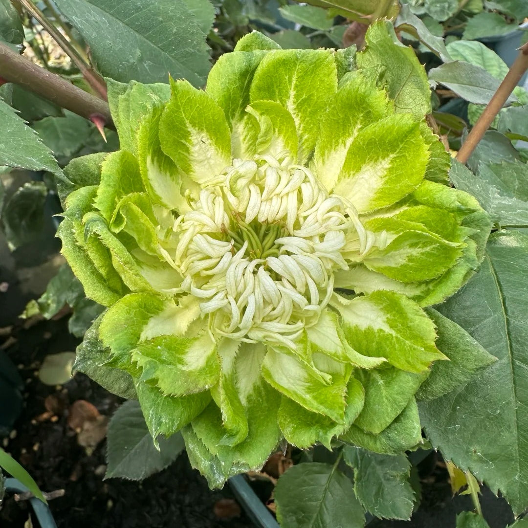 Veggie Rose