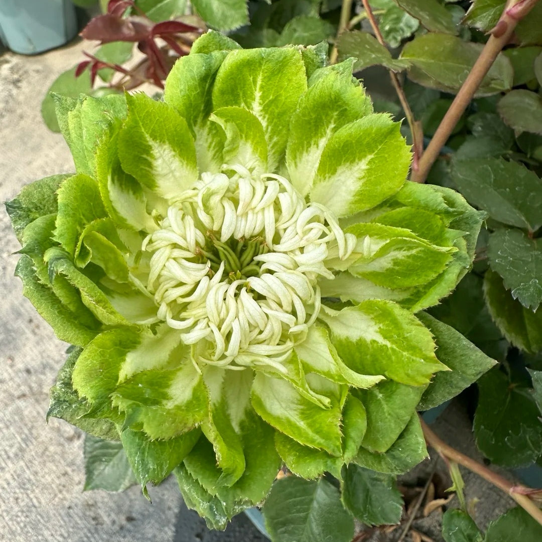 Veggie Rose