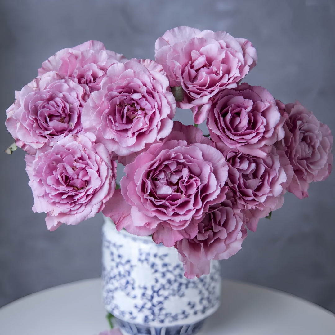 Velvety Twilight Rose
