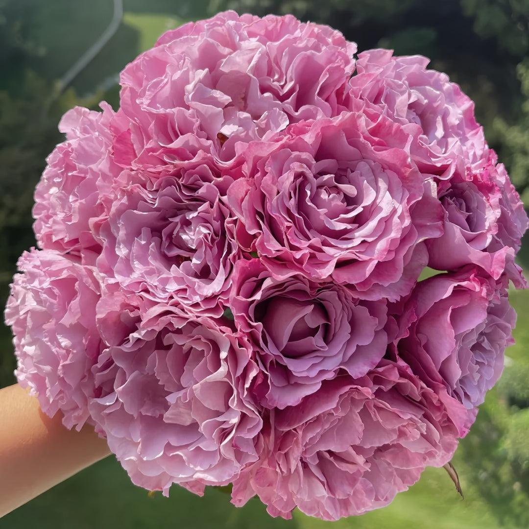 Velvety Twilight Rose