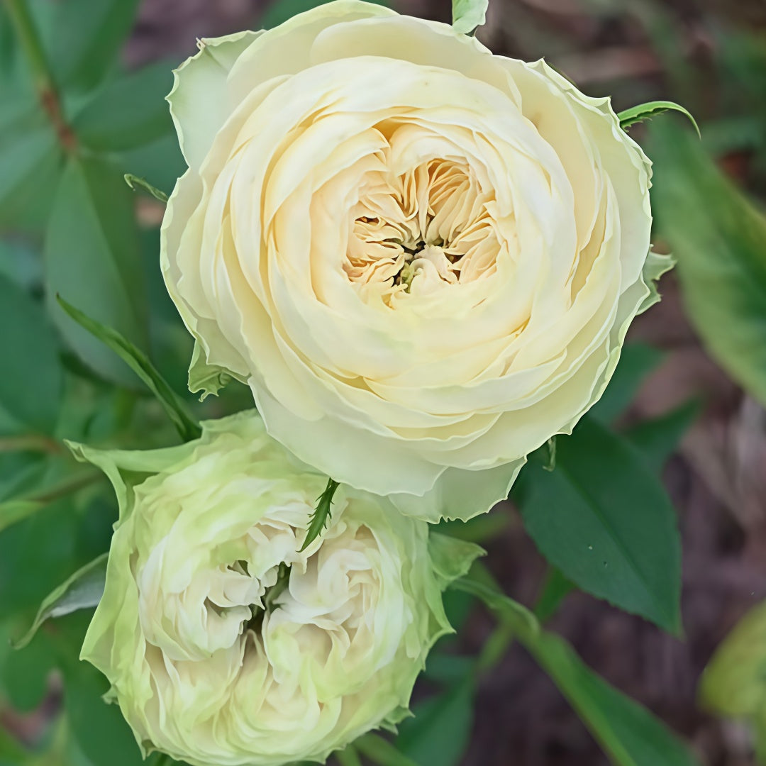 Victoria Wedding Rose