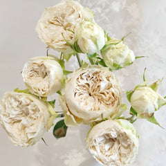 VictoriaWeddingRose06_medium.