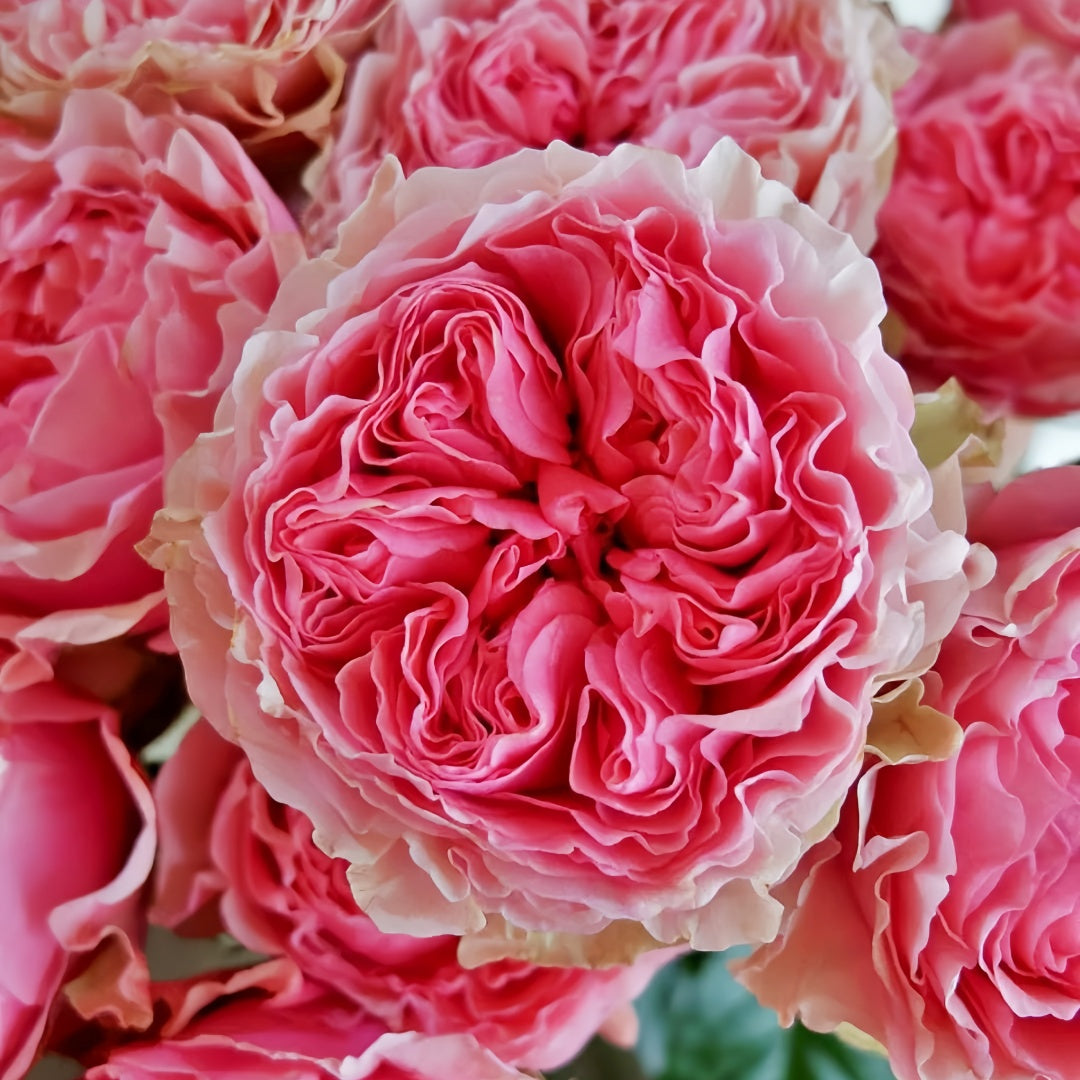 Victorian Kiss Rose