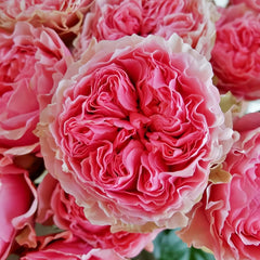 Victorian Kiss Rose